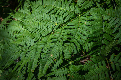 High angle view of fern leaves in forest