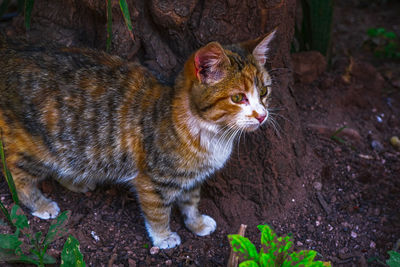 High angle view of a cat looking away