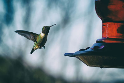 Close-up of bird flying