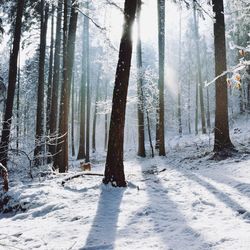 Trees in forest during winter