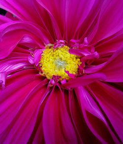 Close-up of pink flower