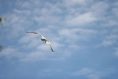 Low angle view of seagull flying against cloudy sky on sunny day