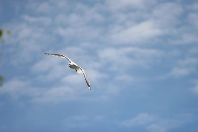 Low angle view of bird flying against cloudy sky