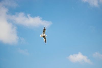 Low angle view of seagull flying in sky