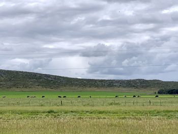 Flock of sheep grazing in a field