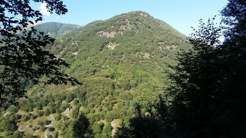 Low angle view of tree mountain against sky