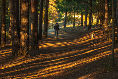 Rear view of man walking in forest