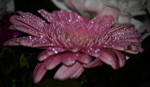 Close-up of wet pink flower blooming at night