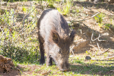 Close-up of pig on field