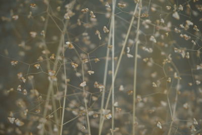 Full frame shot of plants growing on field