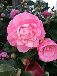 Close-up of pink rose blooming outdoors