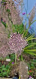 plant