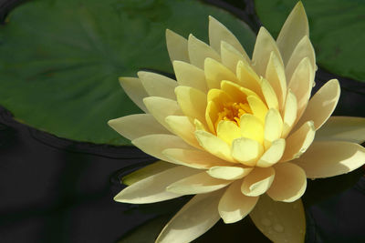 Close-up of white water lily