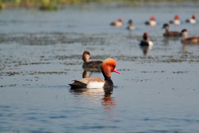 Ducks swimming in lake