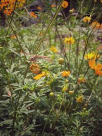 Close-up of yellow flowering plants on field