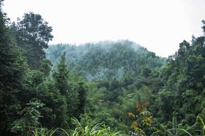 Trees in forest against sky