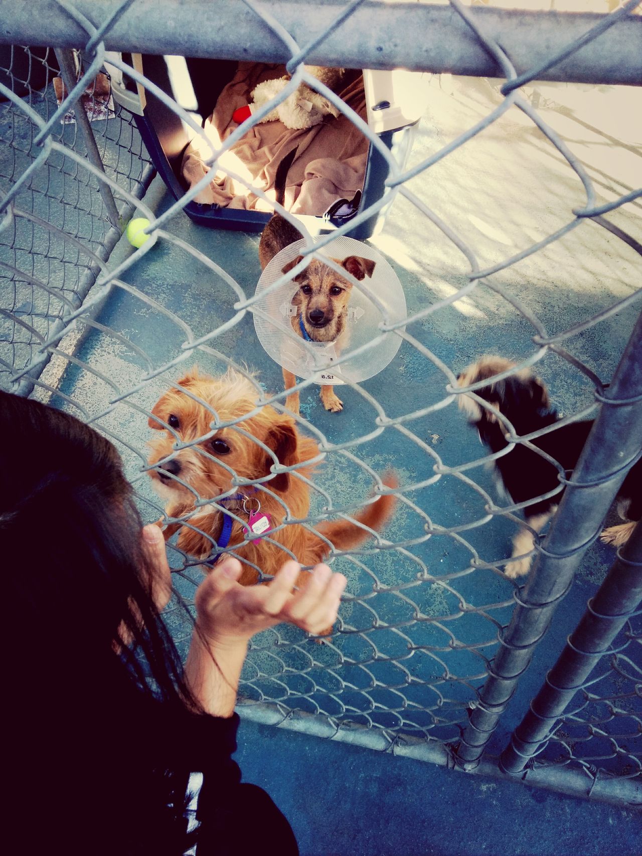 San Francisco Family Dog Rescue