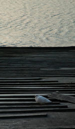 High angle view of seagull perching on a sea