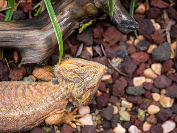 Close-up of lizard on rock