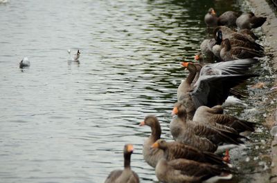 Ducks in a lake