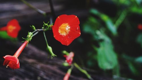 Close-up of red poppy flowers