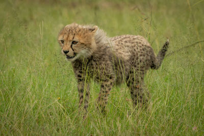 View of a cat on grass