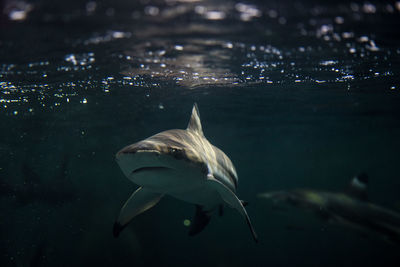 Fish swimming in sea