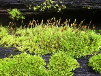 Plants growing in a park