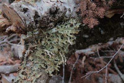 Close-up of moss on tree trunk