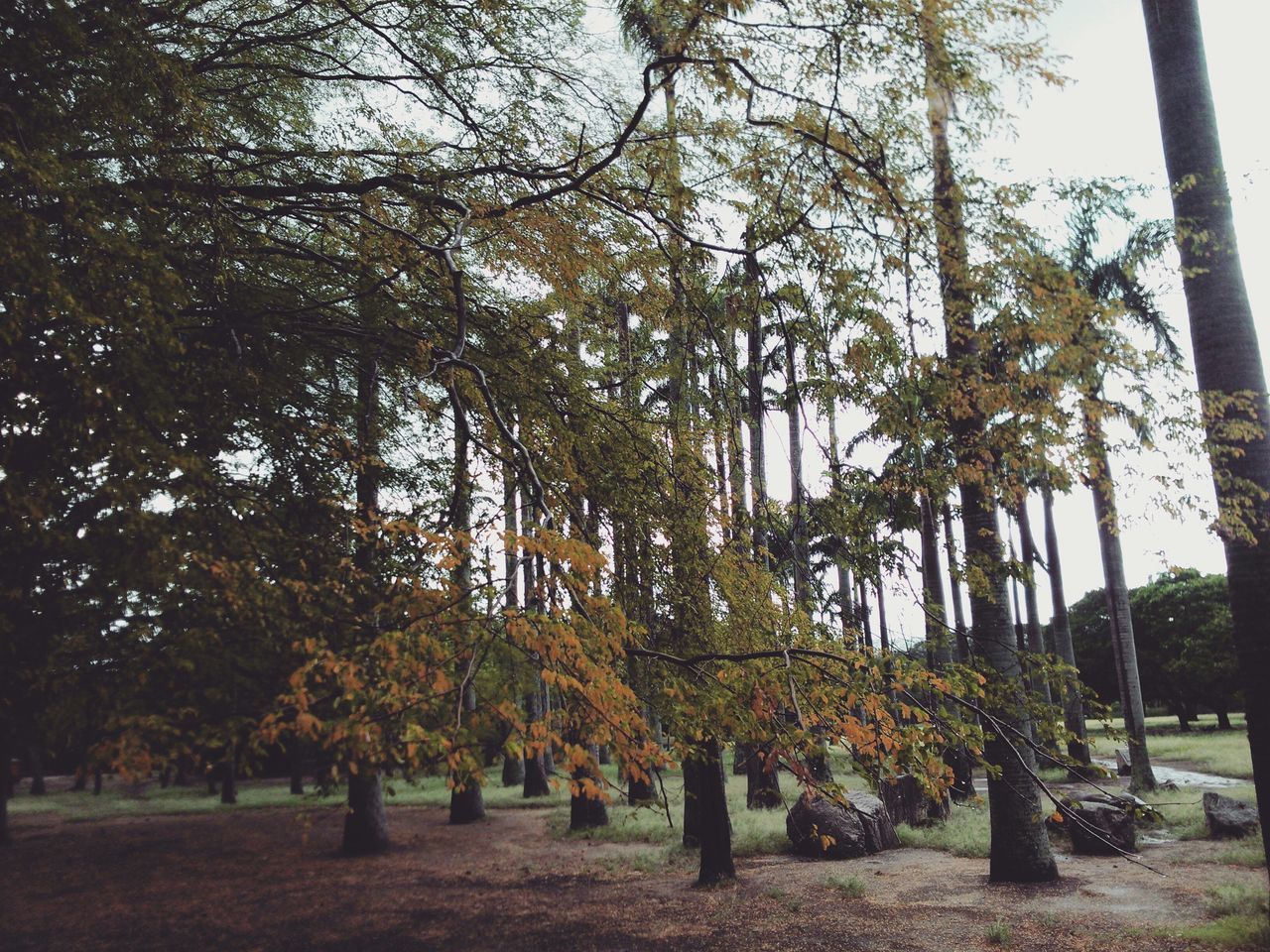 TREES IN THE FOREST