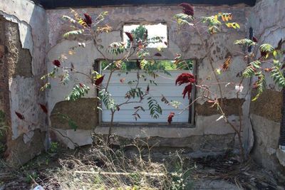 Plants growing on stone wall