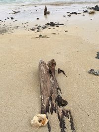 Dog on sandy beach