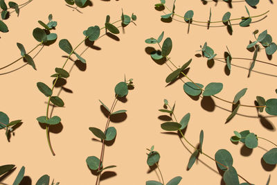 Beige background with sprigs of fresh eucalyptus