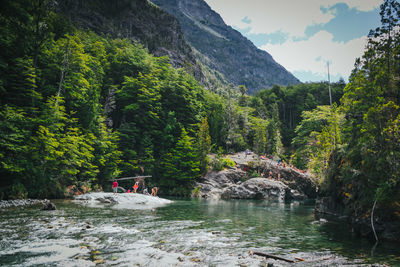 Scenic view of river by trees in forest