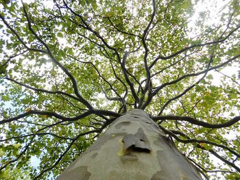 Low angle view of trees