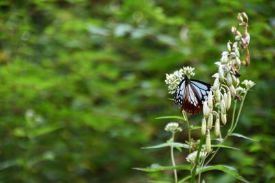 Close-up of butterfly pollinating on purple flower