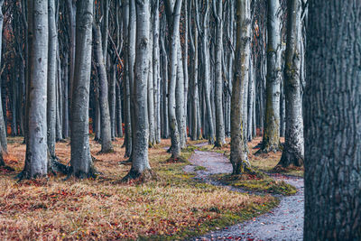 Trees in forest during autumn