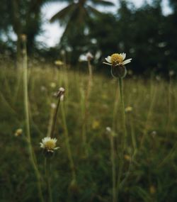 Close-up of flowers blooming outdoors
