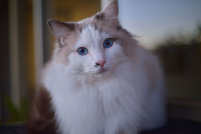 One fluffy ragdoll cat