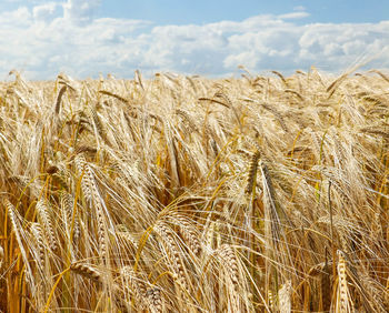 Scenic view of wheat field