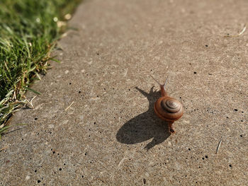 High angle view of snail on land