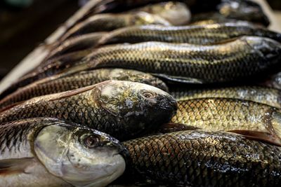 Close-up of fish for sale in market