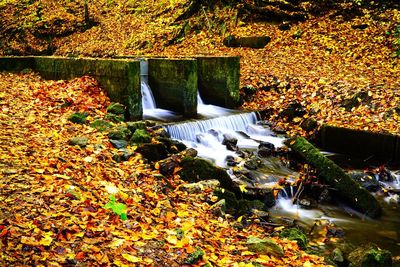 High angle view of autumn leaves falling on land
