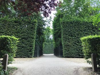 Empty road amidst trees