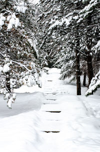 Trees on snow covered land