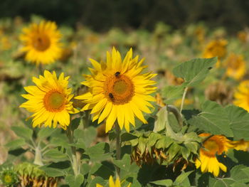 Close-up of sunflowers on flowering plant