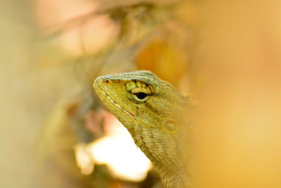 Close-up of lizard