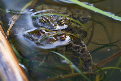 Close-up of frog swimming in lake