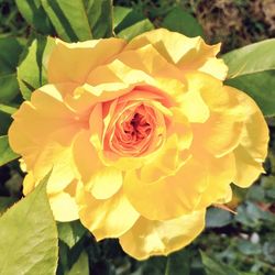 Close-up of yellow rose blooming outdoors