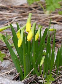 Close-up of yellow plant